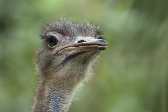 Head shot of an unhappy looking ostrich on a blurred backgound