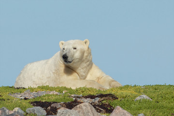 Fototapeta na wymiar Uważaj Polar Bear na trawiastym pagórku