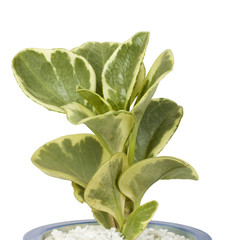 Close-up of a potted plant