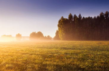 morning meadow landscape