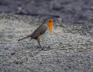 Robin