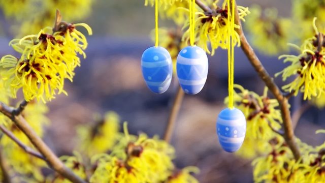 hamamelis shrub in easter time vid 03