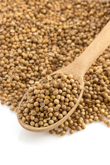 coriander spices in spoon