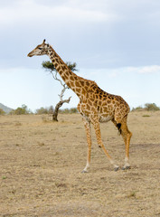 Naklejka na ściany i meble giraffe on the grasslands of kenya