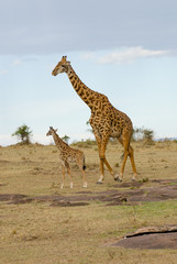 adult and baby giraffe on the grasslands of kenya