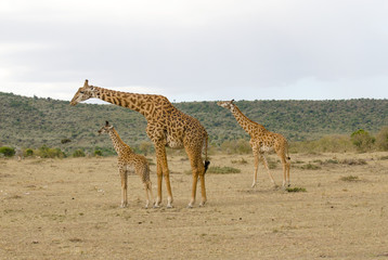 adult and young giraffe family on grasslands