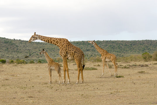 Fototapeta adult and young giraffe family on grasslands