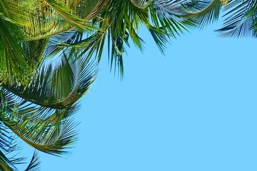 Beautiful tropical palm trees isolated blue sky background sunny