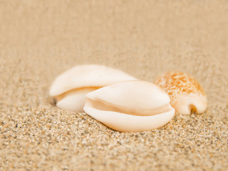 Shells on the beach, Joal Fadiouth, Senegal