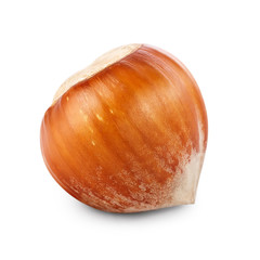 Filbert nut