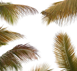 assortiment de palmes de cocotier sur fond blanc