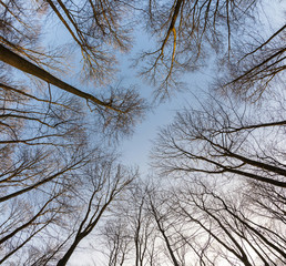 crown of trees with clear blue sky