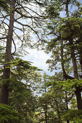 Fototapeta premium Trees in a forest, Shimla, Himachal Pradesh, India