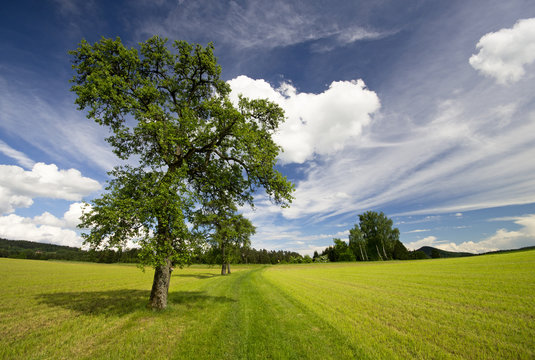 Baum
