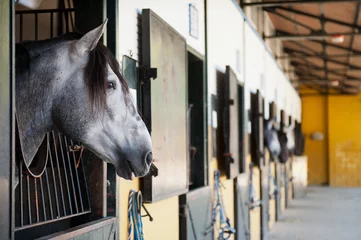 Photo sur Plexiglas Léquitation Horse in the stable