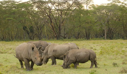 Fototapeta premium group of rhinos on the grasslands of africa
