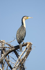 african guillemot in a tree fishing