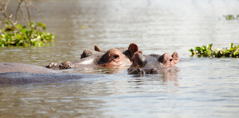 hippos on lake in africa
