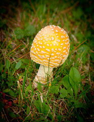 One Mushroom