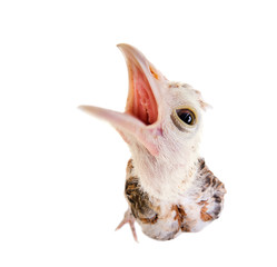 Obraz premium nestling