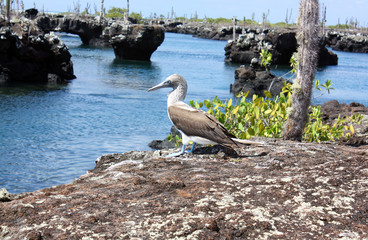 Blue Footed Booby