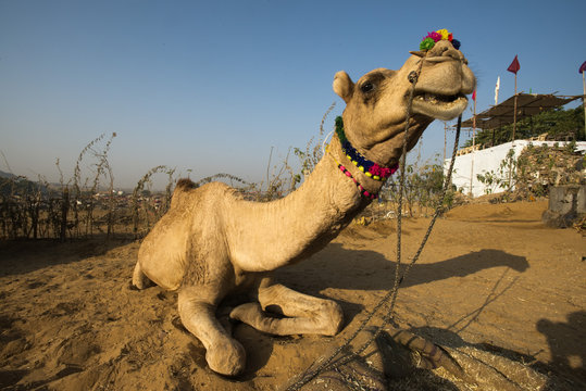 Camel sitting on sand at Pushkar Camel Fair, Pushkar, Ajmer, Rajasthan, India