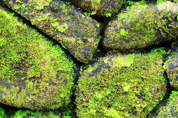 Green moss on old stone wall