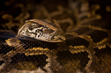 Portrait de python royal