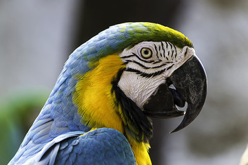 Black colorful parrot mouth.