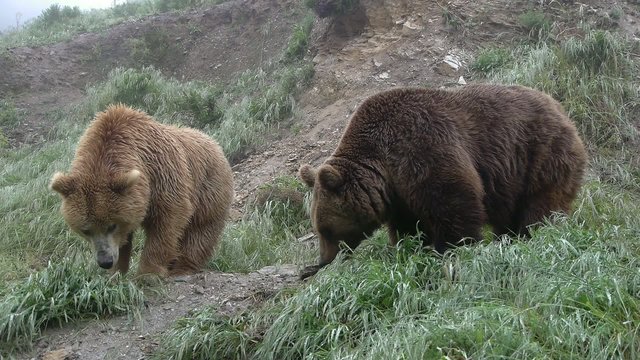 osos pardos en el prado verde