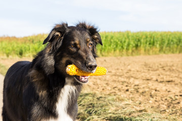 Hund mit Maiskolben