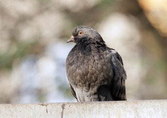 Pidgeon looking with its orange eye into the camera.