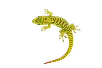 Madagascar day gecko on white background. - obrazy, fototapety, plakaty
