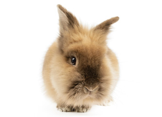 Obraz premium Lion Head Rabbit, Oryctologus Cuniculus, isolated on White