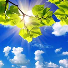 Obraz premium the green leaves and sun on blue sky