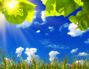 morning nature background with beautiful drop