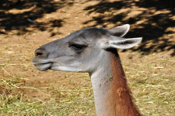 Obraz premium guanaco animal