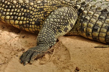 Crédence de cuisine en verre imprimé Crocodile nile crocodile claws and skin detail