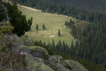 Forest in the Carpathian Mountains.