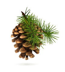 Pine cone with branch - obrazy, fototapety, plakaty