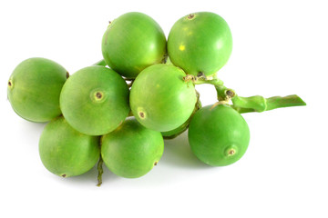 Betel palm on white background