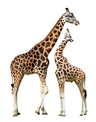 Deux girafes isolées