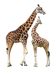 Papier Peint photo Lavable Girafe Deux girafes isolées