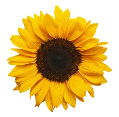 Abwaschbare Fototapete Blumen Sonnenblume