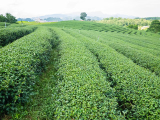Fototapeta na wymiar Green tea plantation