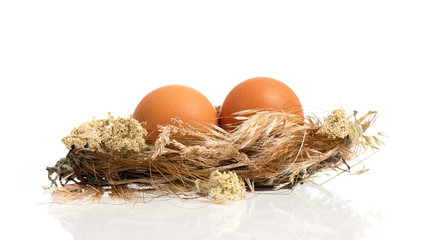 Eggs in nest