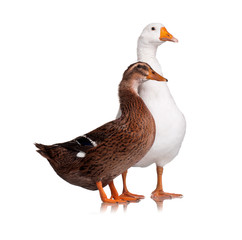 Duck and goose