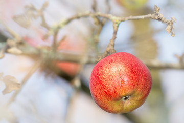 Red wet apple on a branch