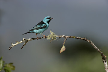 Blue dacnis, Dacnis cayana