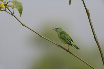 Blue dacnis, Dacnis cayana